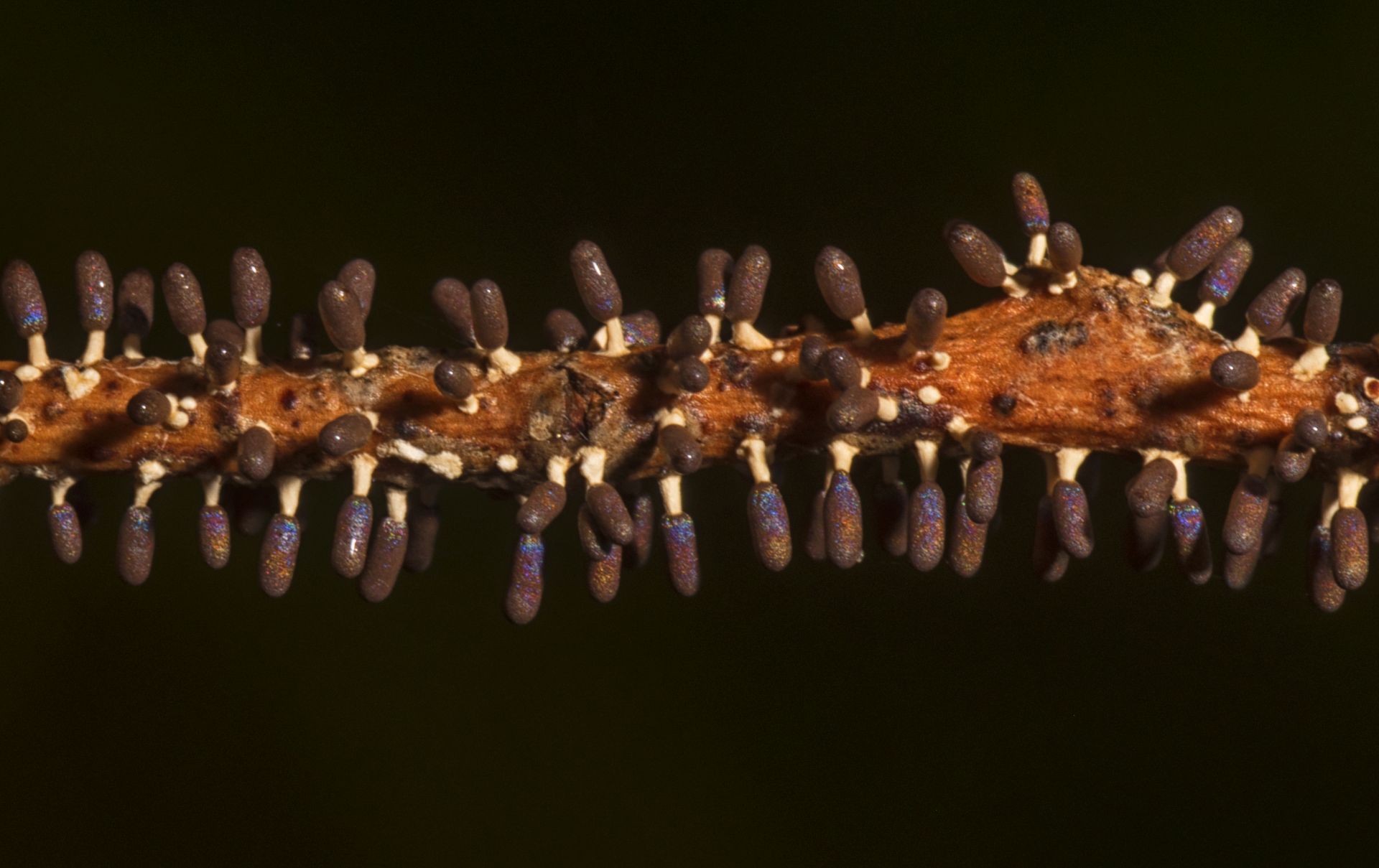 La Diachea leucopodia, un mixomicete da 1mm